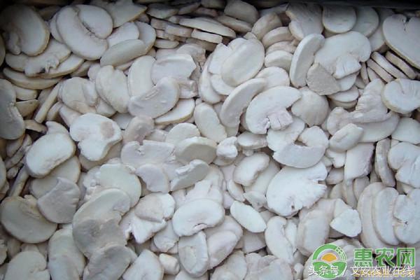 双孢菇的栽培配方,双孢菇高效栽培技术视频教程