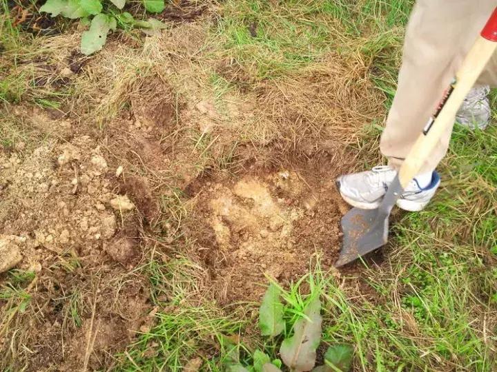 日本葡萄园种植技术,日本葡萄园的种植方法
