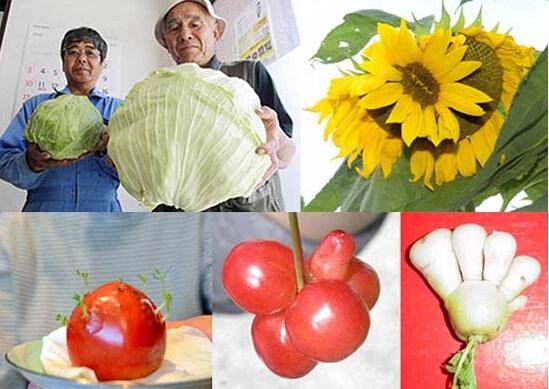 日本福岛辐射生物,福岛核辐射植物