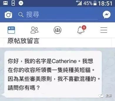 英短猫或蓝猫有没有可以领养的呀,英短猫可以领养吗