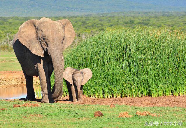 12个孕期的动物,怀孕期最长的动物是什么动物