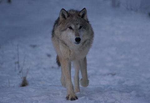 哈尔滨野狼湖，为东北最大的内陆平原湖，是野生狼栖息的天然场所