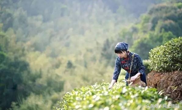 今日谷雨春天进入尾声,今日谷雨就是春天的最后一天吗