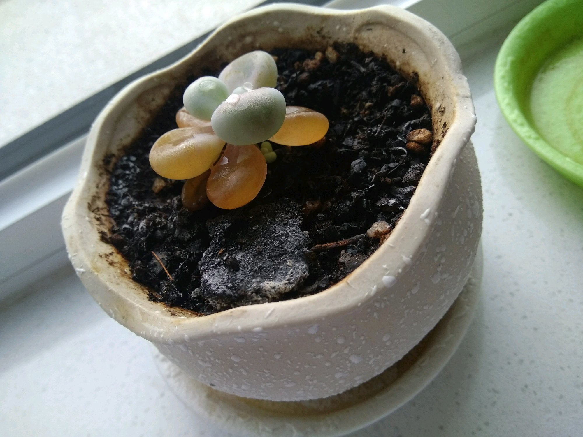 冬天桃蛋的养殖方法和注意事项,桃蛋露养的正确方法