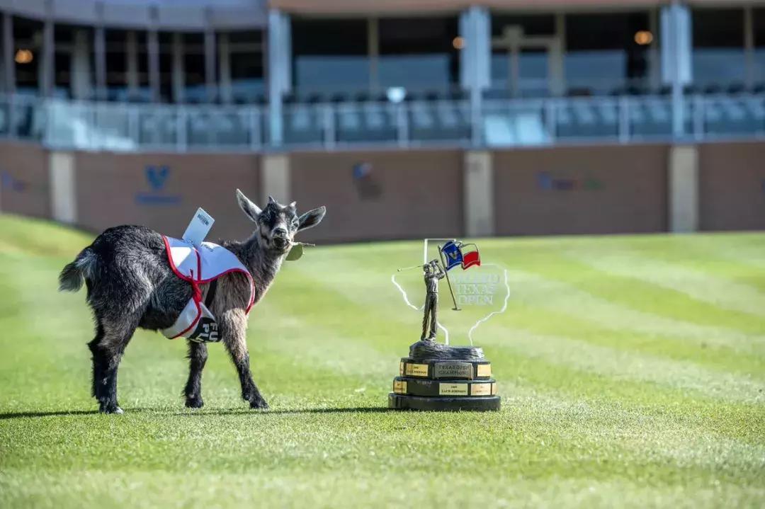 讲真，德州公开赛的看点不仅有这只羊！