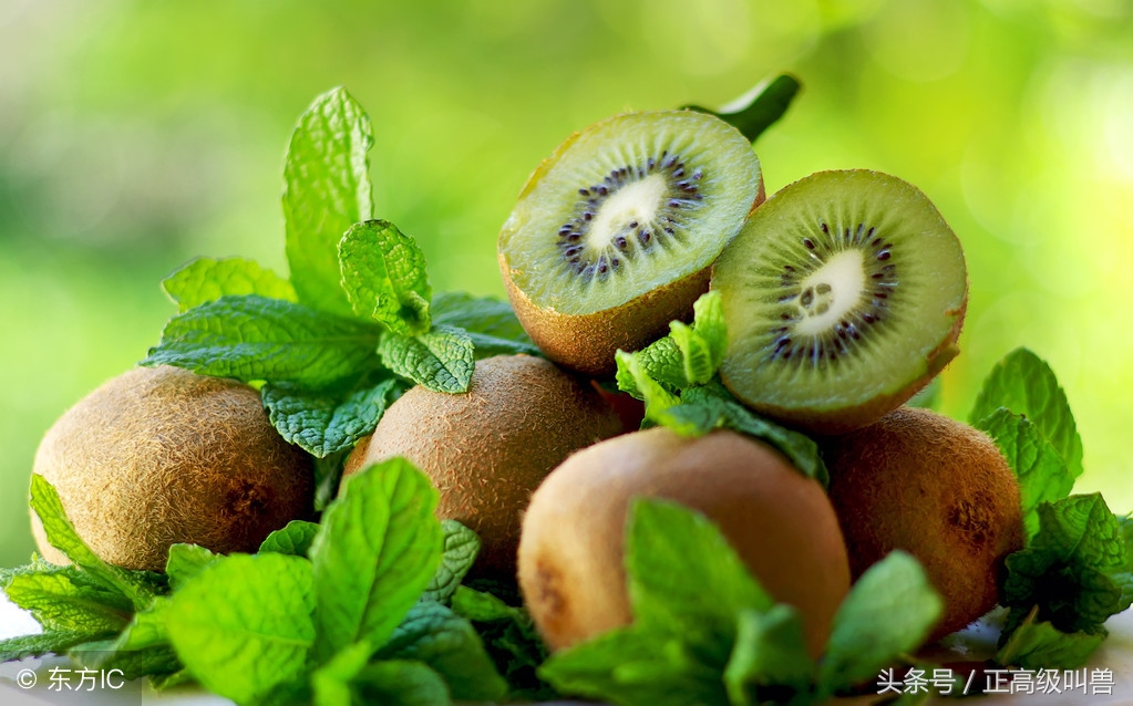 猕猴桃留洋回来变奇异果,猕猴桃真正实力