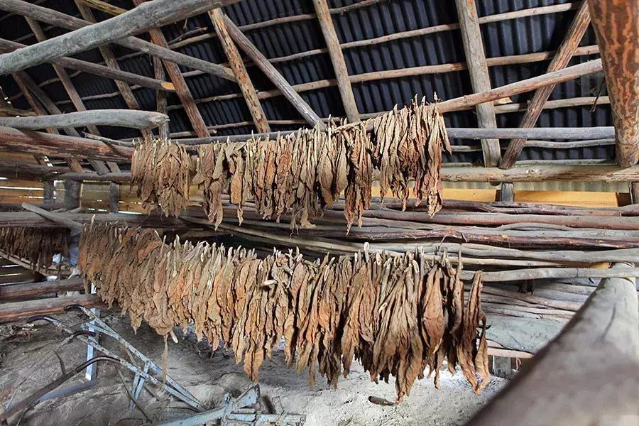 古巴的雪茄烟叶为什么这么特别,古巴雪茄烟种植