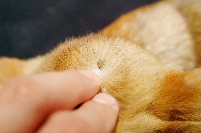 家庭养大型犬注意事项,家庭养犬攻略