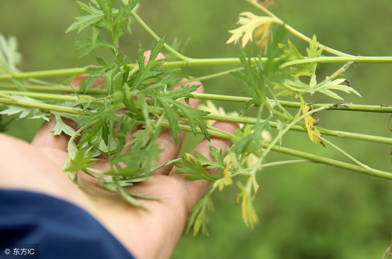 发现滋补中药材：“艾叶”温经止血，散寒止痛，建议收藏