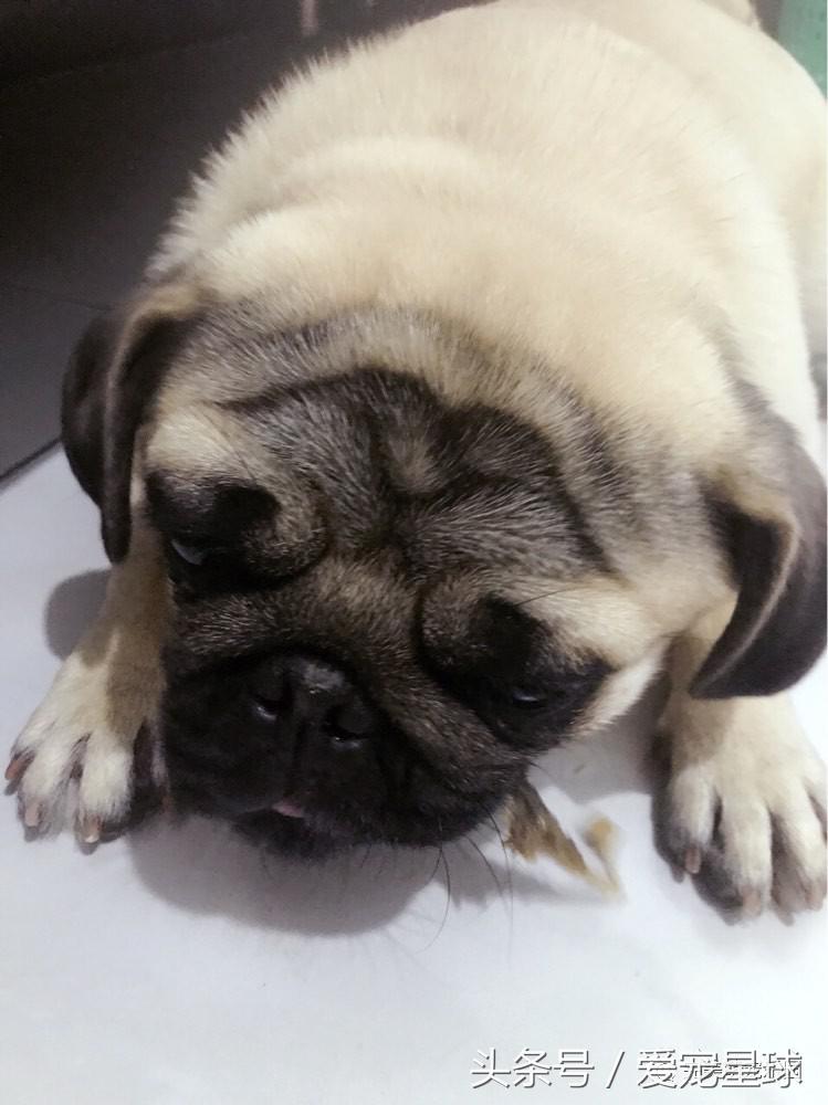 幼犬狗粮自制狗粮教程,怎么给狗自制狗粮器