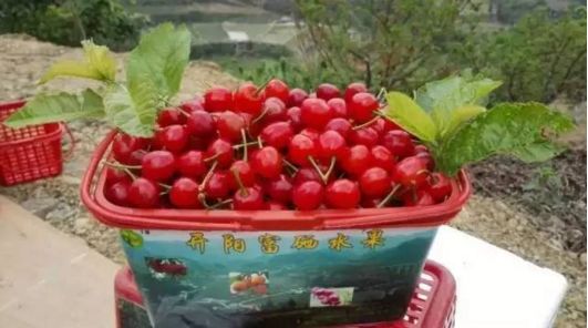 贵阳周边摘樱桃好去处,贵阳摘樱桃的地方有哪些