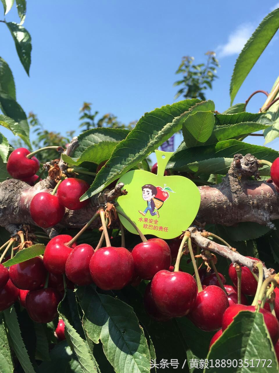 樱桃的季节和品种介绍,樱桃的品种有哪些及介绍