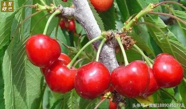 樱桃的季节和品种介绍,樱桃的品种有哪些及介绍