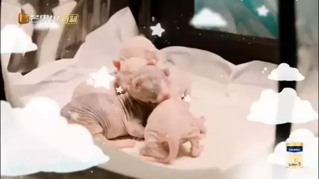 妈妈是超人3霍思燕去考试,妈妈是超人霍思燕当姥姥