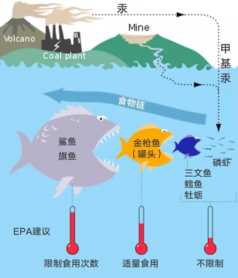 鱼类中dha含量最多的部位是哪里,鱼类dha排行榜前十名