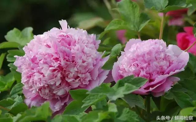 四月的洛阳牡丹盛开的地方,四月洛阳花开满城是花海