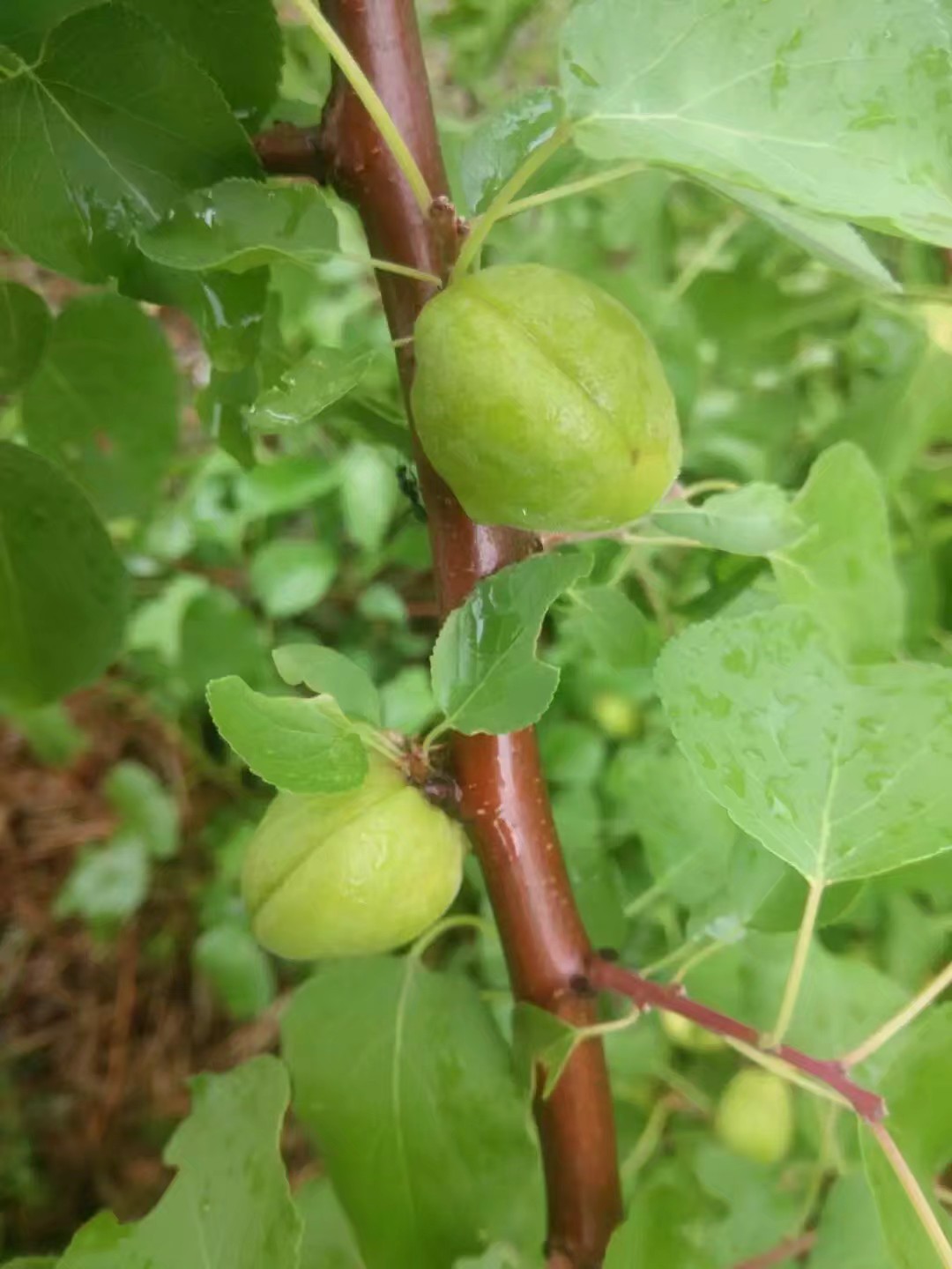 自驾车赤峰到通辽多远,骑行内蒙古331国道
