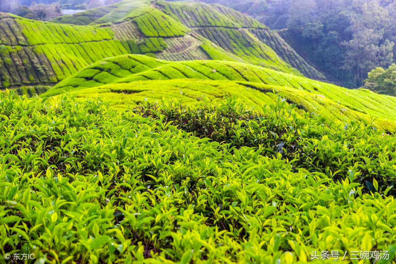 谷雨：春风杨柳絮，天点纷林际，好一番似虚如梦的春景！