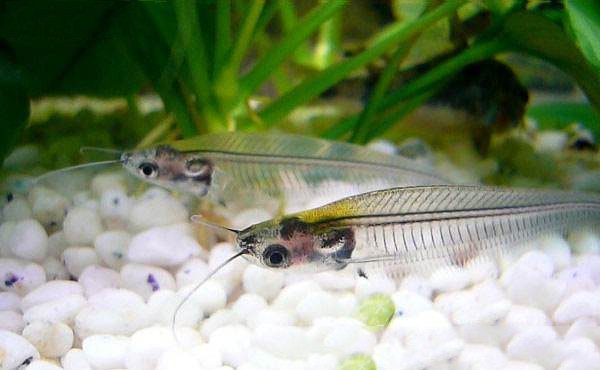 有什么样子奇特的观赏鱼,世界十大奇特的观赏鱼