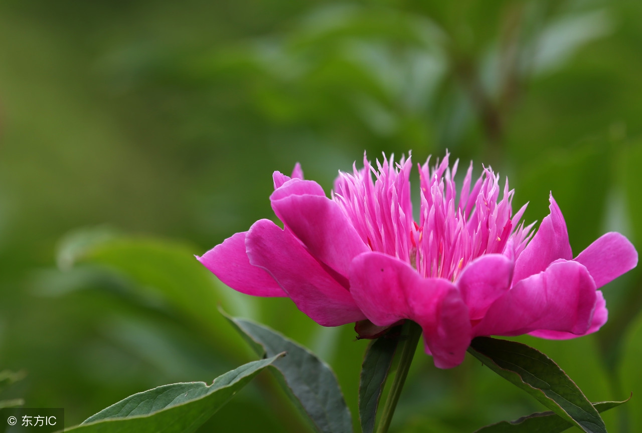 谷雨飞花令诗句大全,有关谷雨的诗词和简单介绍