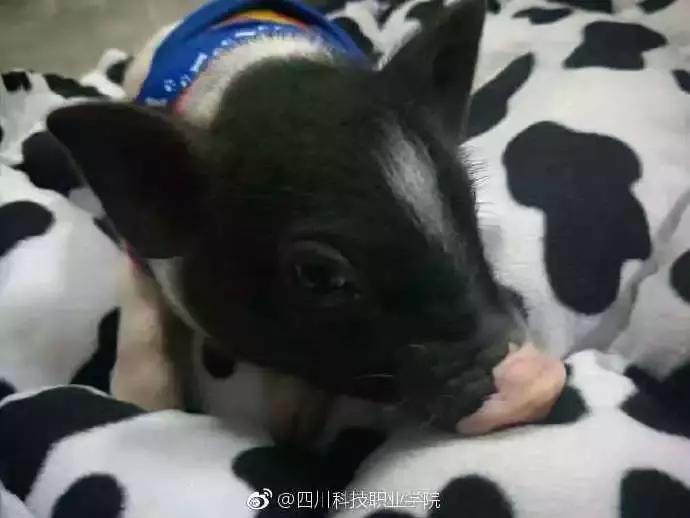 民生｜“小猪佩奇”出事了！大学生寝室养猪被通报，学校：快送走！