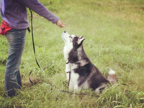 哈士奇和西伯利亚雪橇犬区别,哈士奇与西伯利亚雪橇犬区别