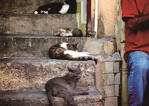 土耳其钢琴师小哥哥，人善心美，收留多只流浪猫而走红