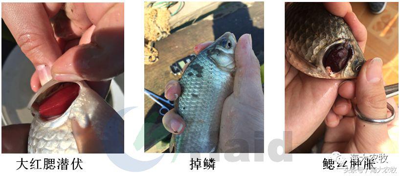 鱼饲料投喂的正确方法,鱼肠道膜薄怎么引起的