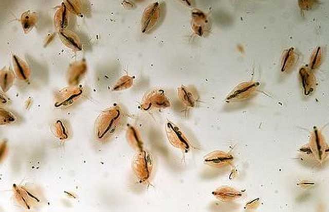 水田的优缺点及解决方案,农业灌溉问题