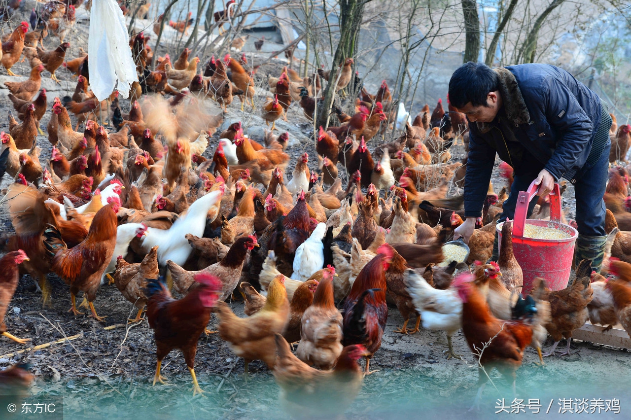 养鸡技术大全山地散养鸡,养鸡课堂全套教程