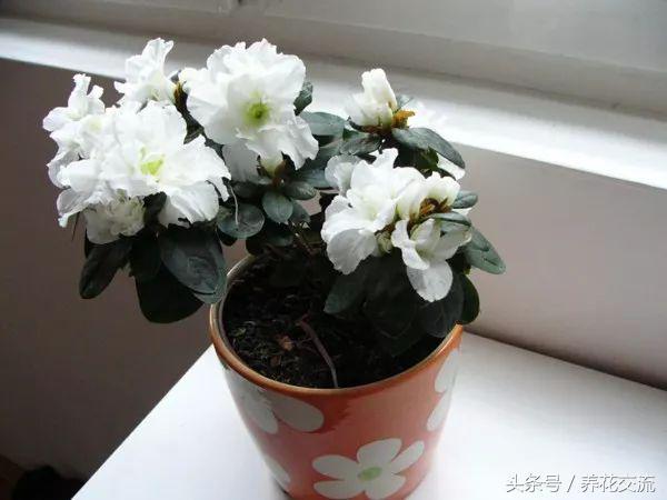 在室内养花什么花最好养,家庭养花有哪些花卉