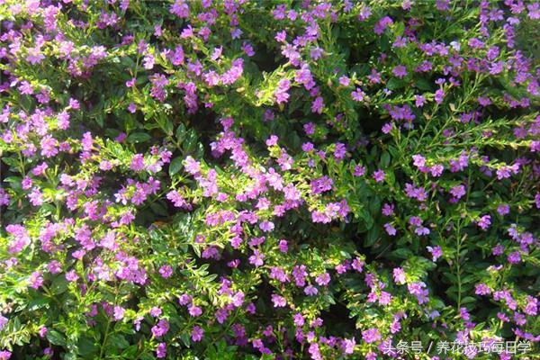 细叶雪茄花整株干枯了怎么办,细叶雪茄花好养吗