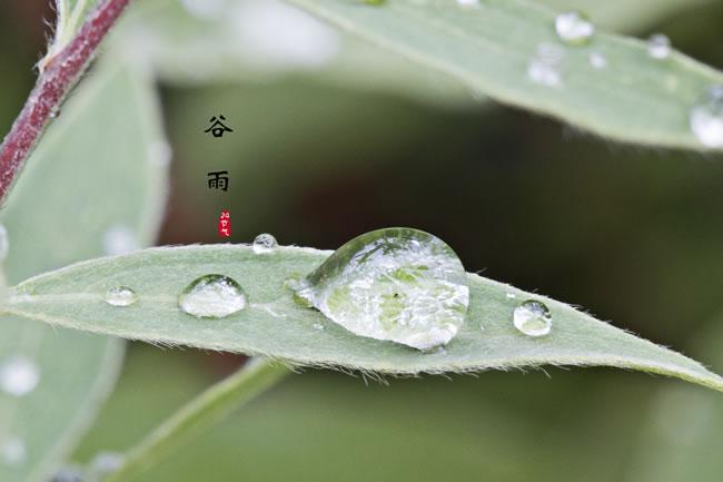 谷雨养生补血圣品最大特色是什么,谷雨养生膳食