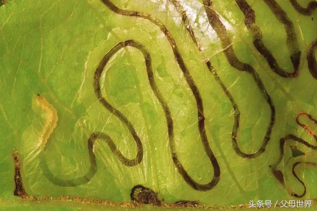 世界地球日，最适合孩子看的18部自然纪录片，趁周末，带娃看起来