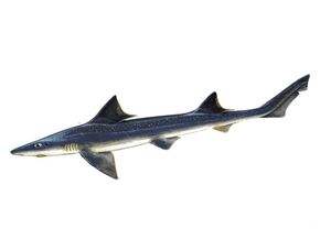 海边游玩鲨鱼,海边游玩注意事项