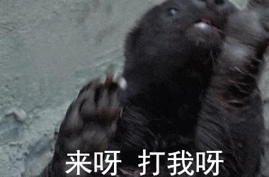 平头哥最大的克星是什么动物,平头哥有多能打架