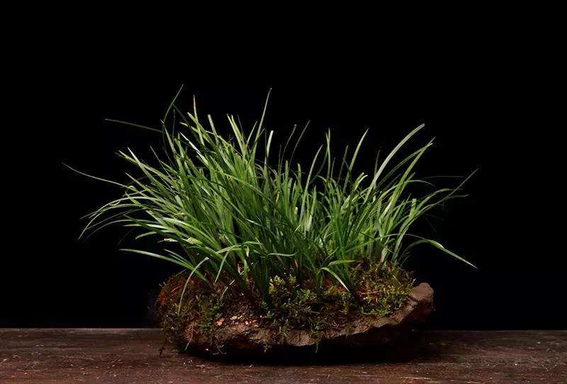 广西中药材最新收购价格,中药材价格最新一览表