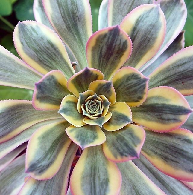 澶氳倝鑻辨枃鍝佺,澶氳倝娉曞笀鑻辫