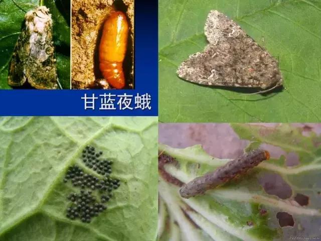常见害虫有哪些图片大全,常见38种害虫图片及名称及防治