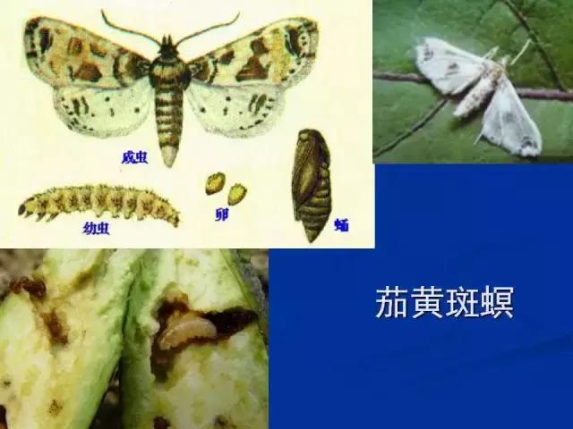 常见害虫有哪些图片大全,常见38种害虫图片及名称及防治