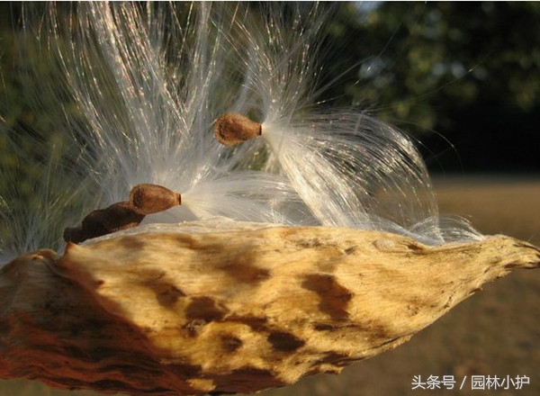 萝藦全草图片,萝藦是一种中草药吗