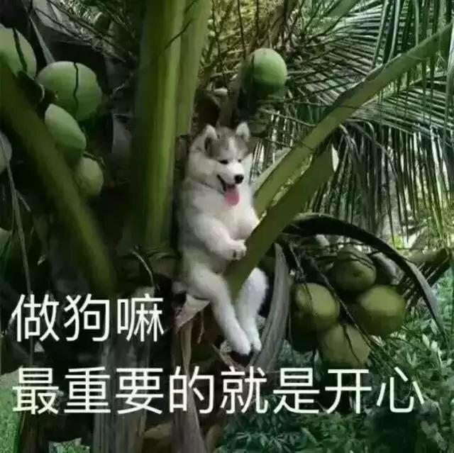 保镖型狗,保镖犬德牧