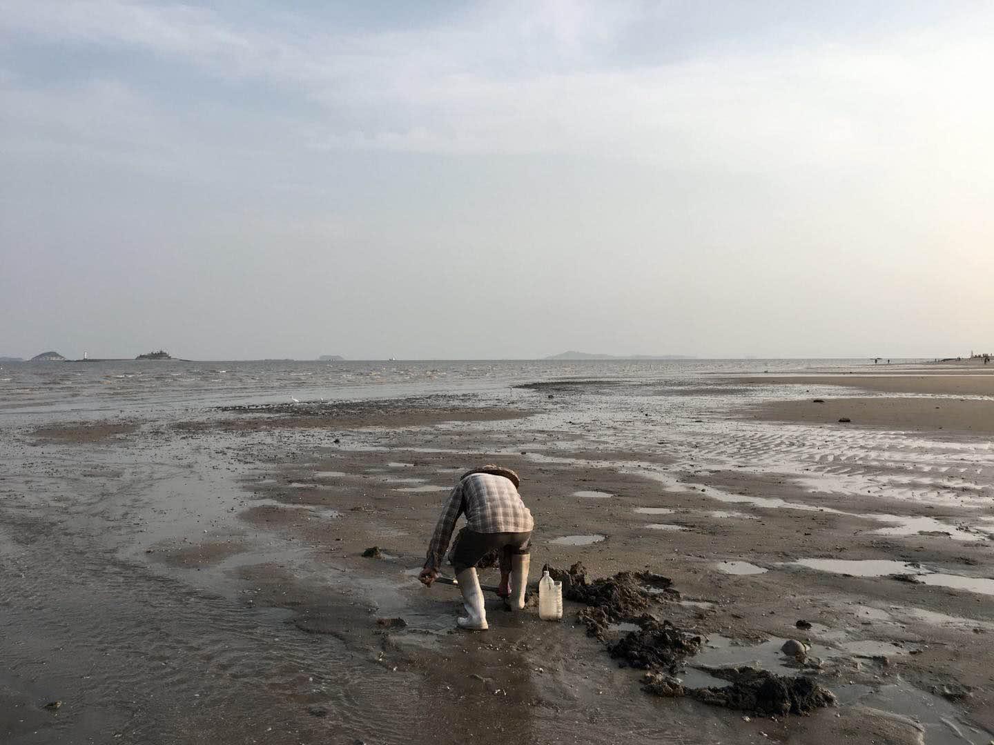 老人在厦门海边挖出虫子，游客作呕称自己刚吃过，怎么回事？