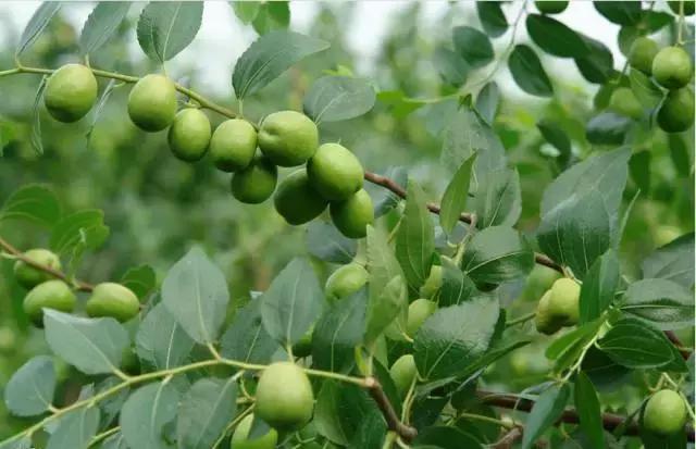 庭院风水知识100条,庭院风水知识