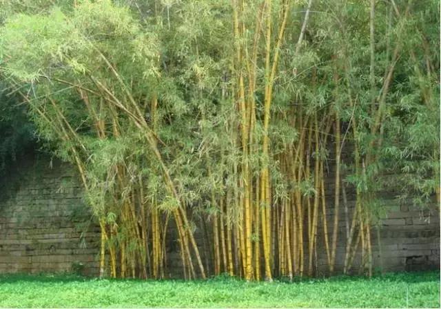 庭院风水知识100条,庭院风水知识