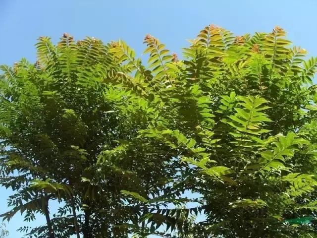 庭院风水知识100条,庭院风水知识