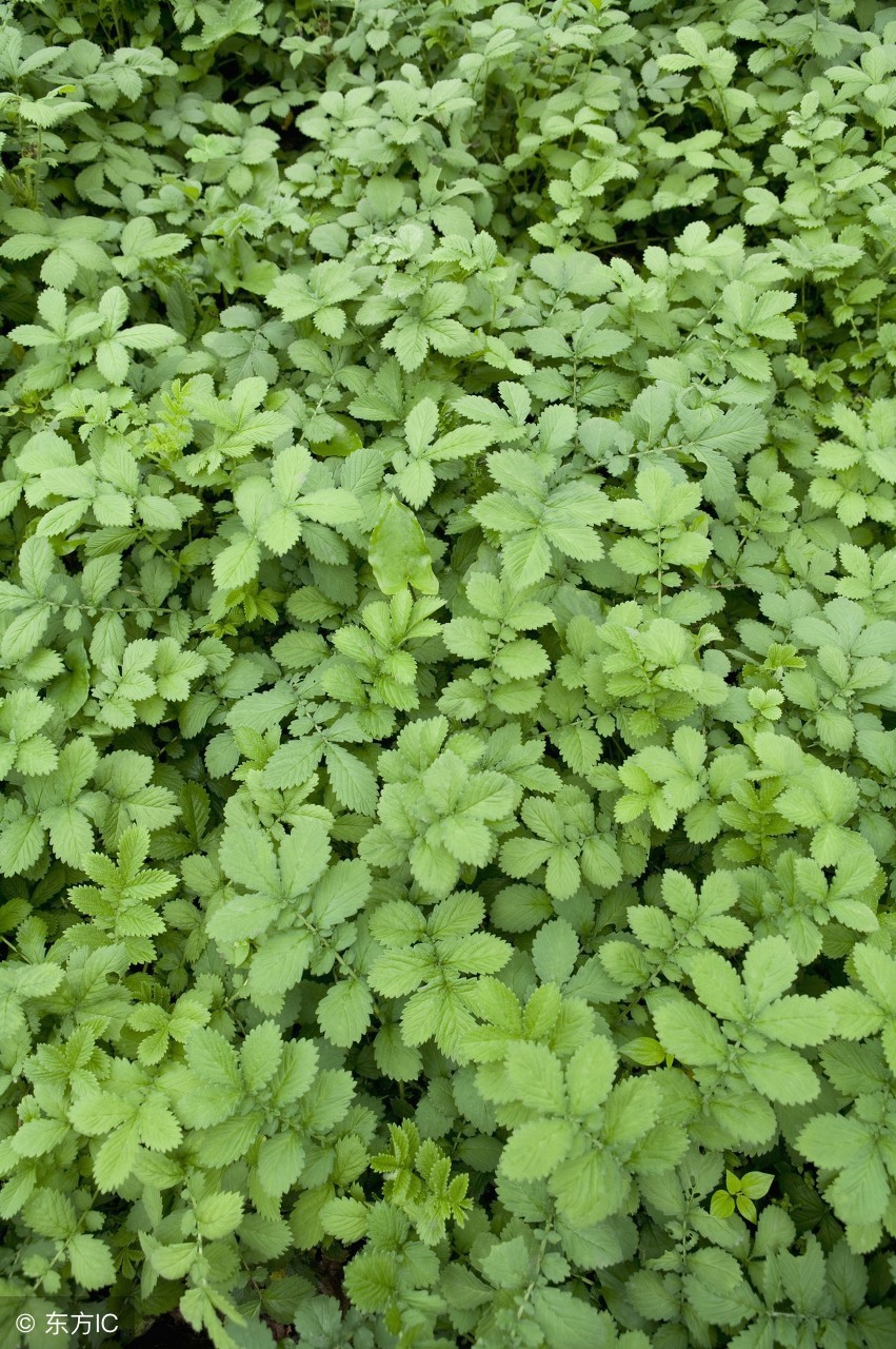 农村最常见最有药用价值的草,农村常见药用价值的草