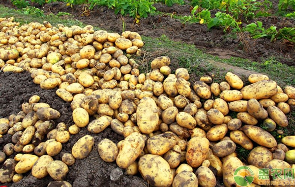 杰哥最新报价,18年10月22日全国马铃薯价格行情