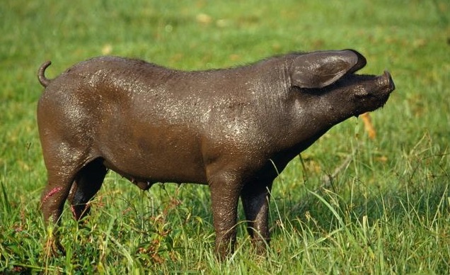 养猪场的猪无名高热病,猪场出现无名高热