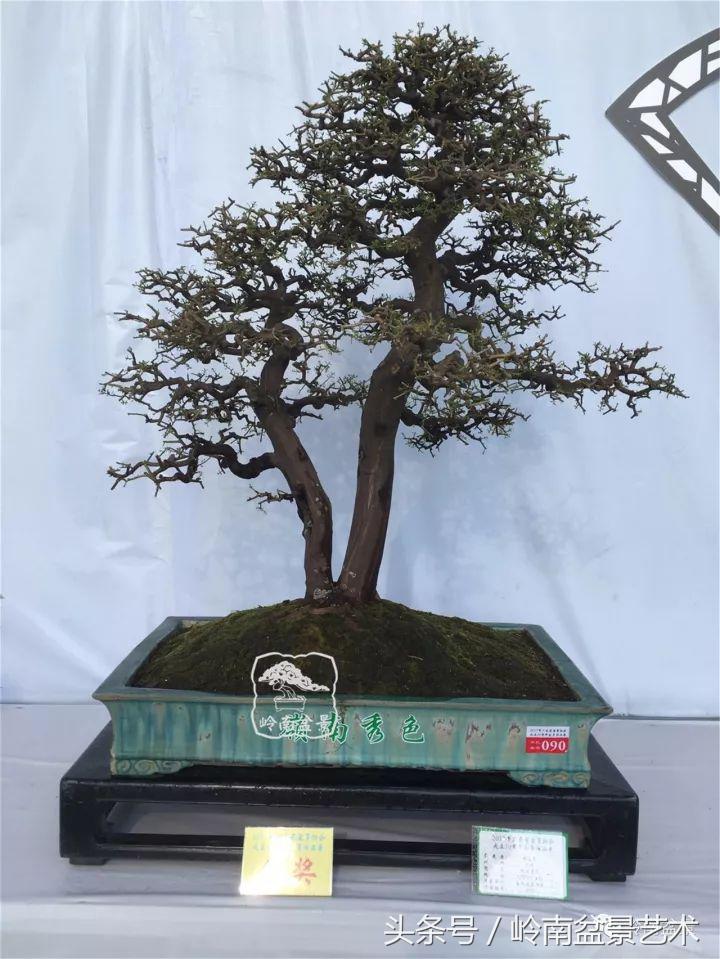 双杆罗汉松树盆景造型,双斜杆盆景